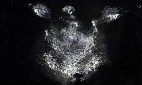 Περιστέρι στουκάρει σε παράθυρο, αφήνει «καλλιτεχνικό» αποτύπωμα